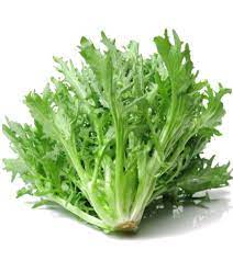 Green Curled Kale Brassica oleracea seeds for cold frame garden planting